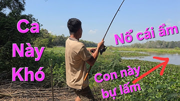 Đụng độ loài cá dữ nhất Tràm Chim. Bỏ cơm lội bắt con cá này | Săn bắt SÓC TRĂNG |