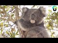 AUSTRALIEN Roadtrip - MUST-SEES in Victoria 🐨🌿 | Guru on Tour