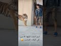 الحظ القوي النمر يلتفت الى الجهة الاخرى في اللحظة المناسبة تماما He Turned At The Right Moment 