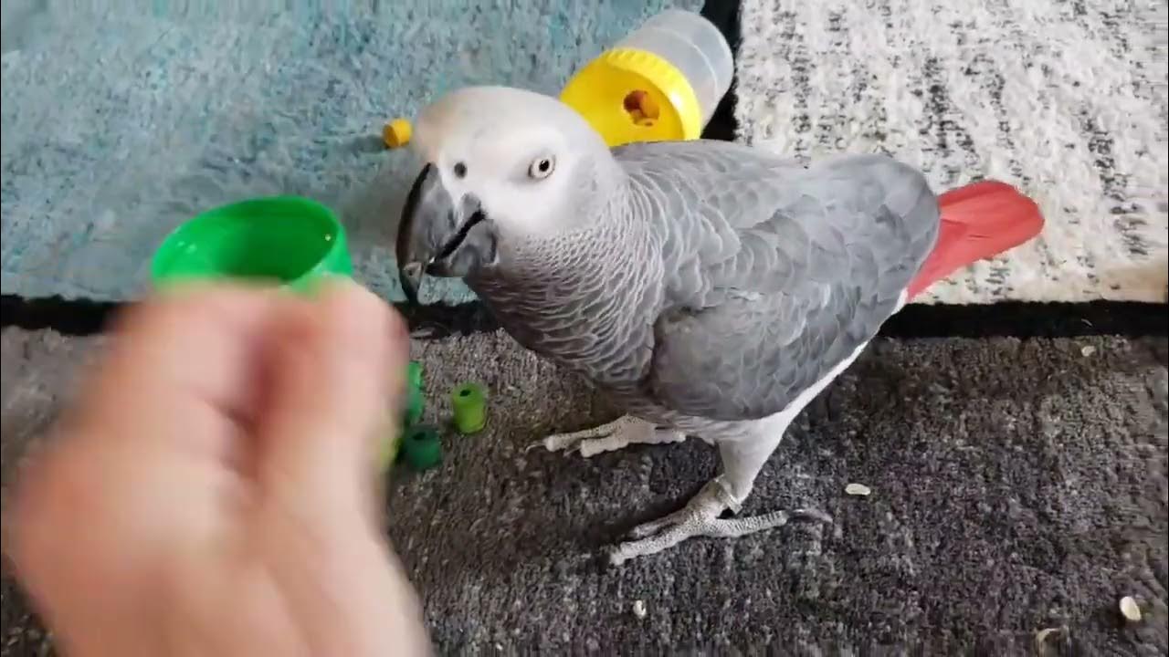 Smart Congo African Grey Parrot Learning colors YouTube