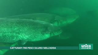 Catturati 700 pesci siluro nell'Adda