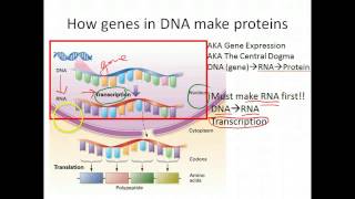 Biology: Gene Expression-Transcription