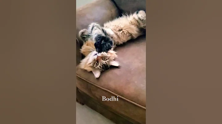 Watch the video about Our little demon is awakening #cute #cat #mainecoon #shorts #shortsfeed #youtubeshorts #youtubecats