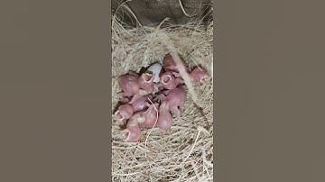 Fawan Java Albino Red eyes #redeyes #albino #fawan_java #breeding #breedingprogress #reeding2024