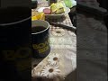 Густий молодий лiс