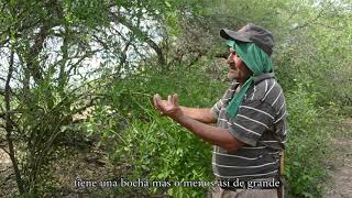 Saberes Locales  Chanchos del Monte  Parte 3