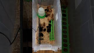 More chicks! Black copper Maran and Rhode Island Red Black Copper Marans Roosters Versus Rhode Island Red