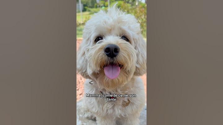 Happy Mother's Day 🌺 #chico #funny #funnydog #dog #funny
