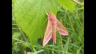 The Elephant Hawk moth