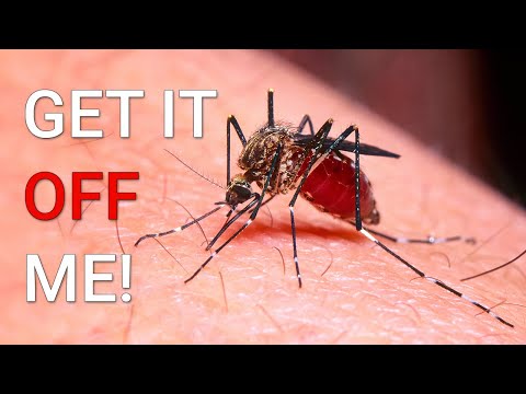 Video: Le mosche tachinidi nei giardini - Le mosche tachinidi sono benefiche