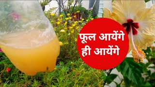 ? सरसों खली banana peel fertilizer / Hibiscus Flower Plant Care / Organic Liquid Compost Tea