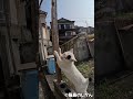 爪とぎ名人 #shorts #猫 #cat #cats