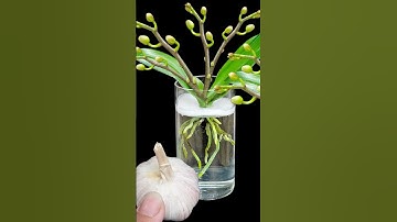 Pour a spoon into water, orchid healthy and bloom many magical flowers