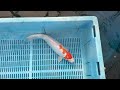 8-28-39 - 14-16” Kikusui Koi
