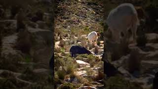 #Shorts #Funny #Mountain #Goat #Subscribe #Divertido #Follow #Youtubeshorts #Cabras S.olta #Animals