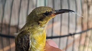 Mengajari sogon bahan makan kroto