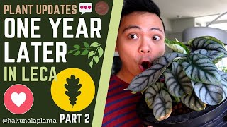 5 Plants I Switched to LECA + Semi Hydro ð 1 YEAR LATER - SYNGONIUMS, PHILODENDRONS, ALOCASIAS, HOYA