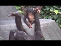 Chimp baby Mamoru at Japan Monkey Center