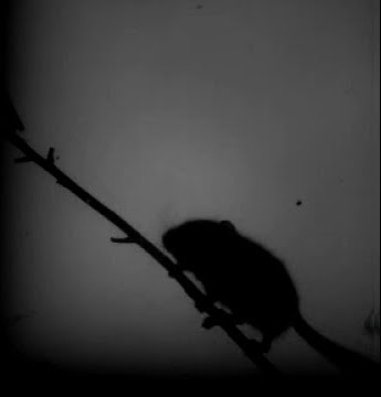 A dormouse using its whiskers to examine the space in front and aid climbing. 500fps.