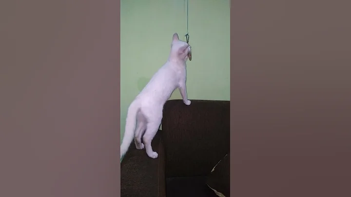 Watch the video about A white kitten is playing with a hanging toy. @BudiSukoco