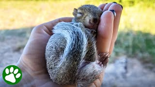 Newborn baby squirrel rescued from garden