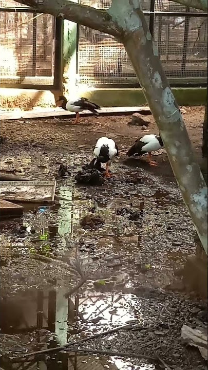 Angsa Boiga Asli Papua