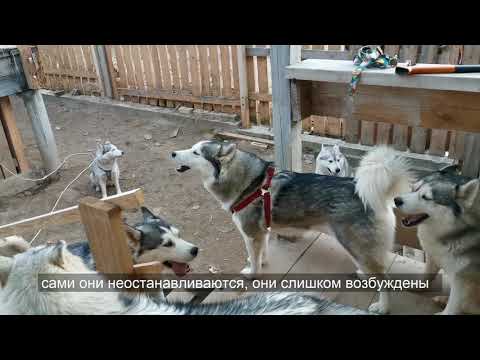 Показываю Как отучить