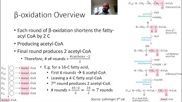 MCAT Metabolism Part 4 - Beta-oxidation and Fatty Acid Synthesis