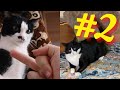 СМЕШНЫЕ КОШКИ 2021 | 4 МИНУТЫ СМЕХА | ПРИКОЛЫ 2021 | CATS 2021 CATS | VIDEOS 2021