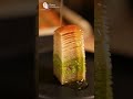 The Ultimate Sweet Crunch Viral Pistachio Baklava Recipe
