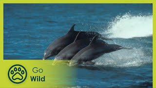 Hunts of the Dolphin King - Marine Mammals 2/9 - Go Wild
