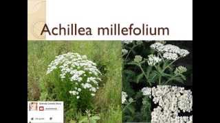 Remedio Para Eliminar Úlceras Planta Medicinal Achillea Millefolium