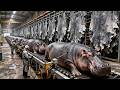 Inside the Industrial Hippo Farm: How Giant Herds Are Raised at Massive Scale (Full Process) Mp3 Song