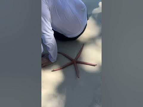 Морская звезда на пляже в Таиланде на острове Корал - YouTube