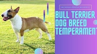 Midwest Bull Terrier Bliss: Unleashing the Joy of Fur-riendship! #BullTerrierLove #TerrierTales by A dogsy 211 views 9 months ago 11 minutes, 47 seconds