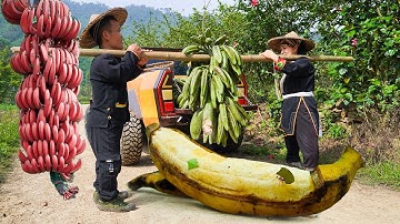 Dwergfamilie oogst wilde bananen om te ruilen voor rijst | Reuzenwilde bananen