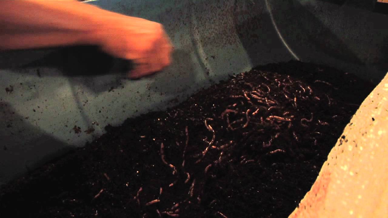 Worm Farming