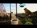Golden mantled squirrel and black headed grosbeak #goldenmantledsquirrel , #blackheadedgrosbeak 