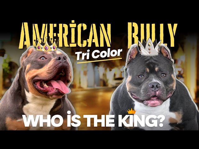American Bully Tri Color: What colors are the most popular?! 