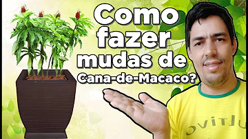 Como plantar cana-de-macaco?