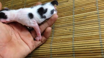 nada dering suara anak kucing