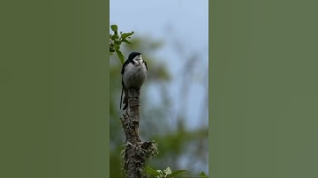 Tree swallow singing - please watch my full video⬇️ help me choose clips for a competition? 🥰🙏