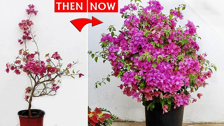 Bougainvillea Flowering TIPS That NEVER FAILS - 100% REAL RESULT - DayDayNews