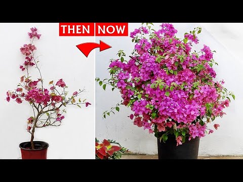 Bougainvillea Flowering TIPS That NEVER FAILS - 100% REAL RESULT