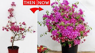 Bougainvillea Flowering TIPS That NEVER FAILS - 100% REAL RESULT