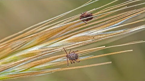 Ticks, tick-borne illness on the rise last few years in West Michigan