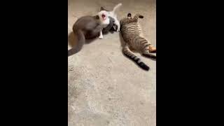 cat kicks kitten in the head *ouch* must have hurt