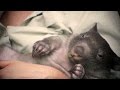 Every wombat needs a mum - chapter 1