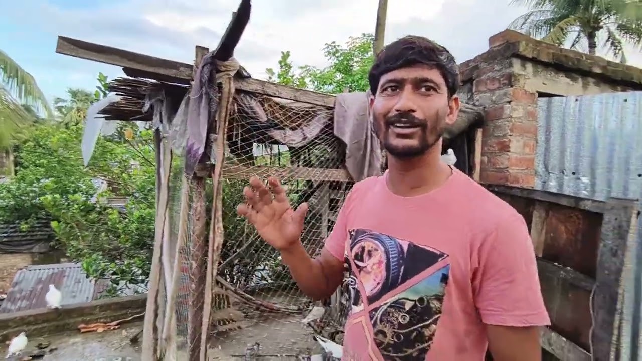 Sukchand bhai ar Pira.#pigeon #pigeonlaver #kabootarloft05 #vilogpigeon