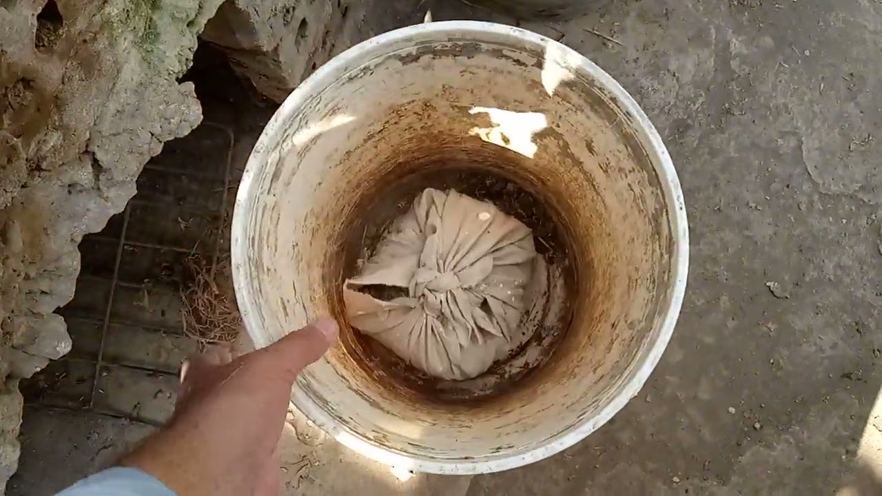 كيفيه استخدام زرق الحمام في التسميد وموعيد التسميد جاف وسائل